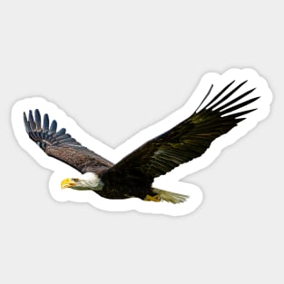 Bald Eagle in flight Sticker